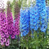 Kako hraniti delfinijum